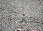 Sneeuwvink (White-winged snowfinch) (Montifringilla nivalis) - parkeerplaats Yolin Am (2)
